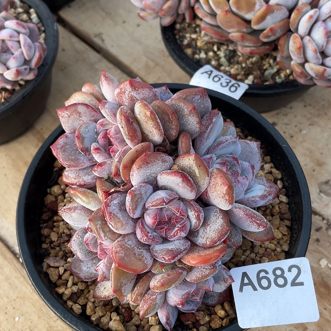 月***员682多肉植物多肉植物