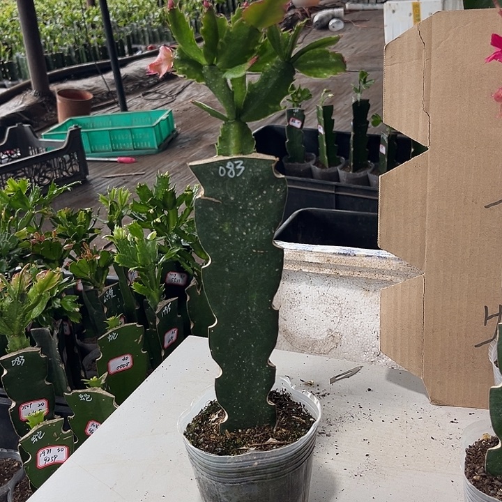 ****࿐当前无花朵，栽培后可花朵083