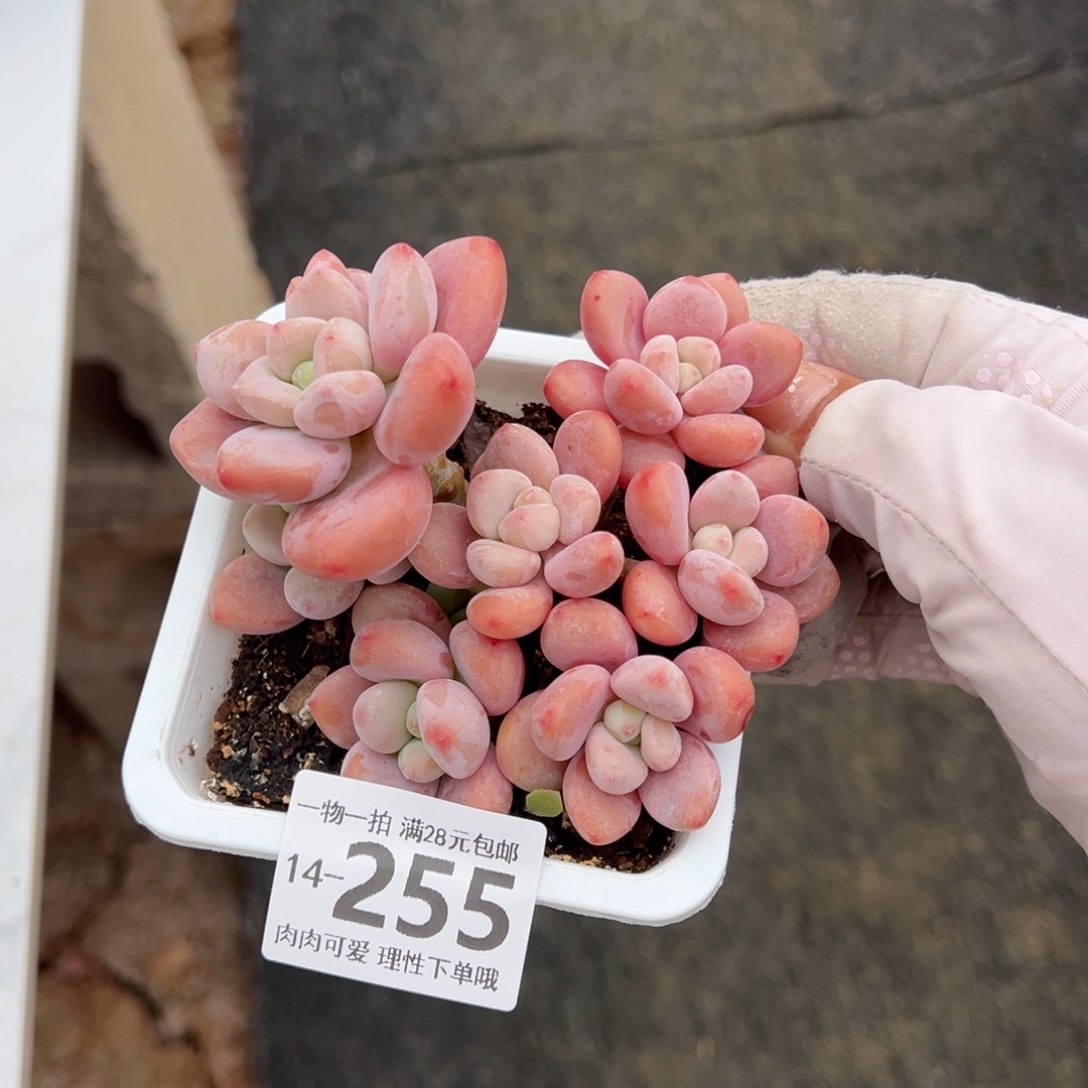 红洛神多肉多肉多肉多肉