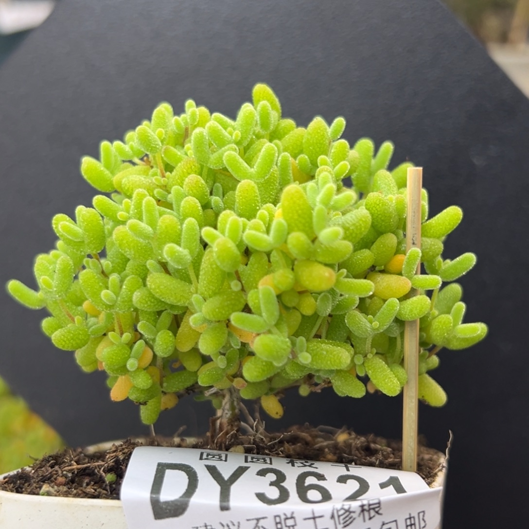 dy3621蜜橘糖球冠幅6cm