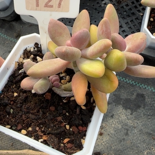 127芒果奶多肉植物多
