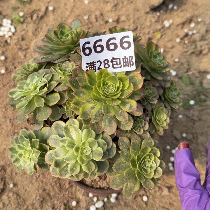 6666一号棚奶白多肉A