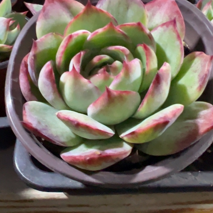 惊鸿多肉植物多肉植物86