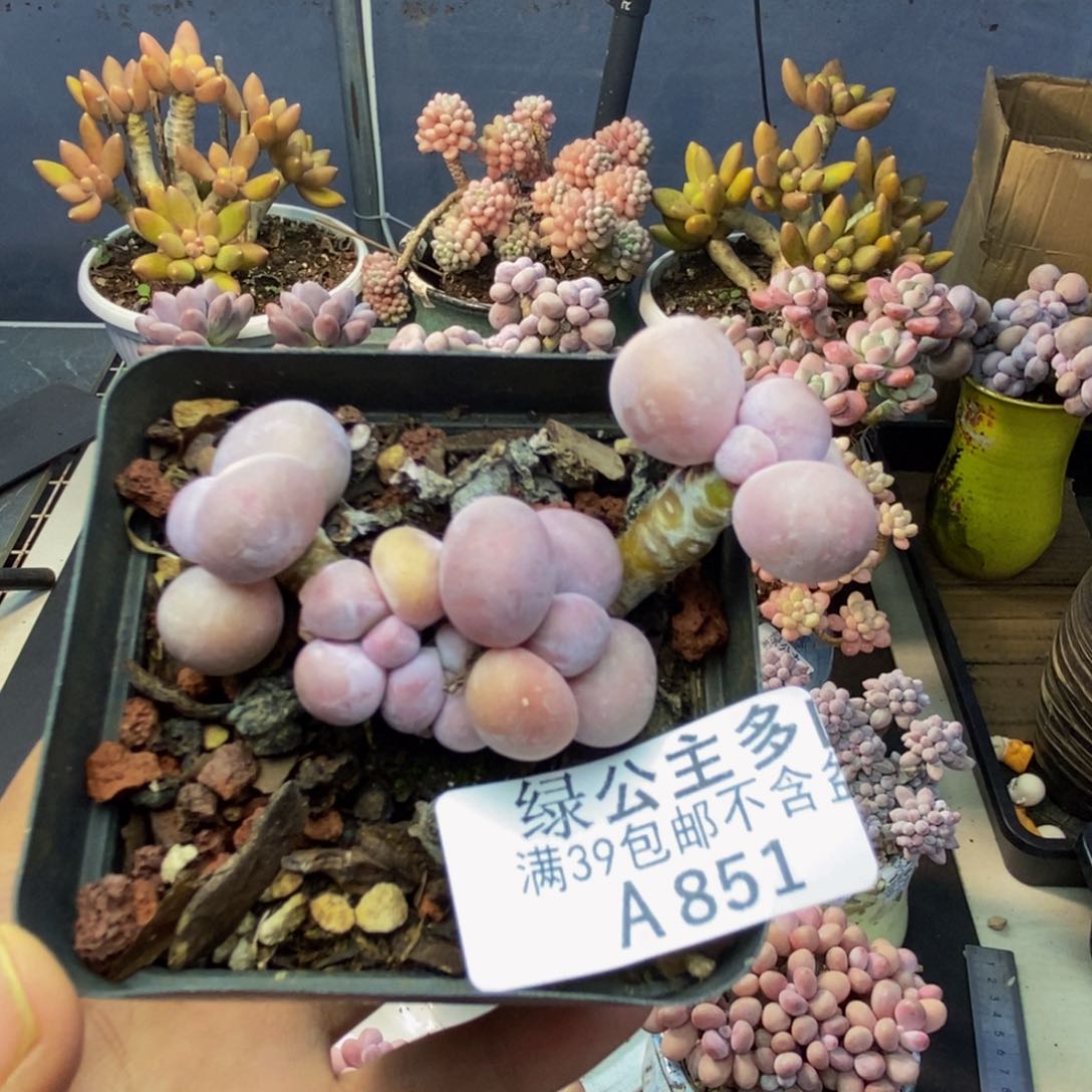851橙奶多肉肉4c m
