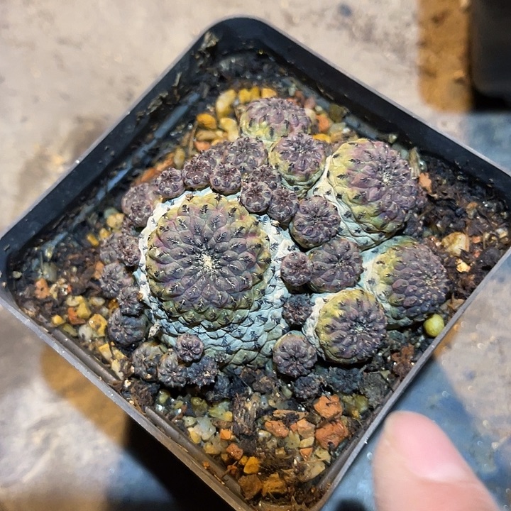 满38包邮2天凑单，脱土晾根发货多肉植物自根紫丽丸