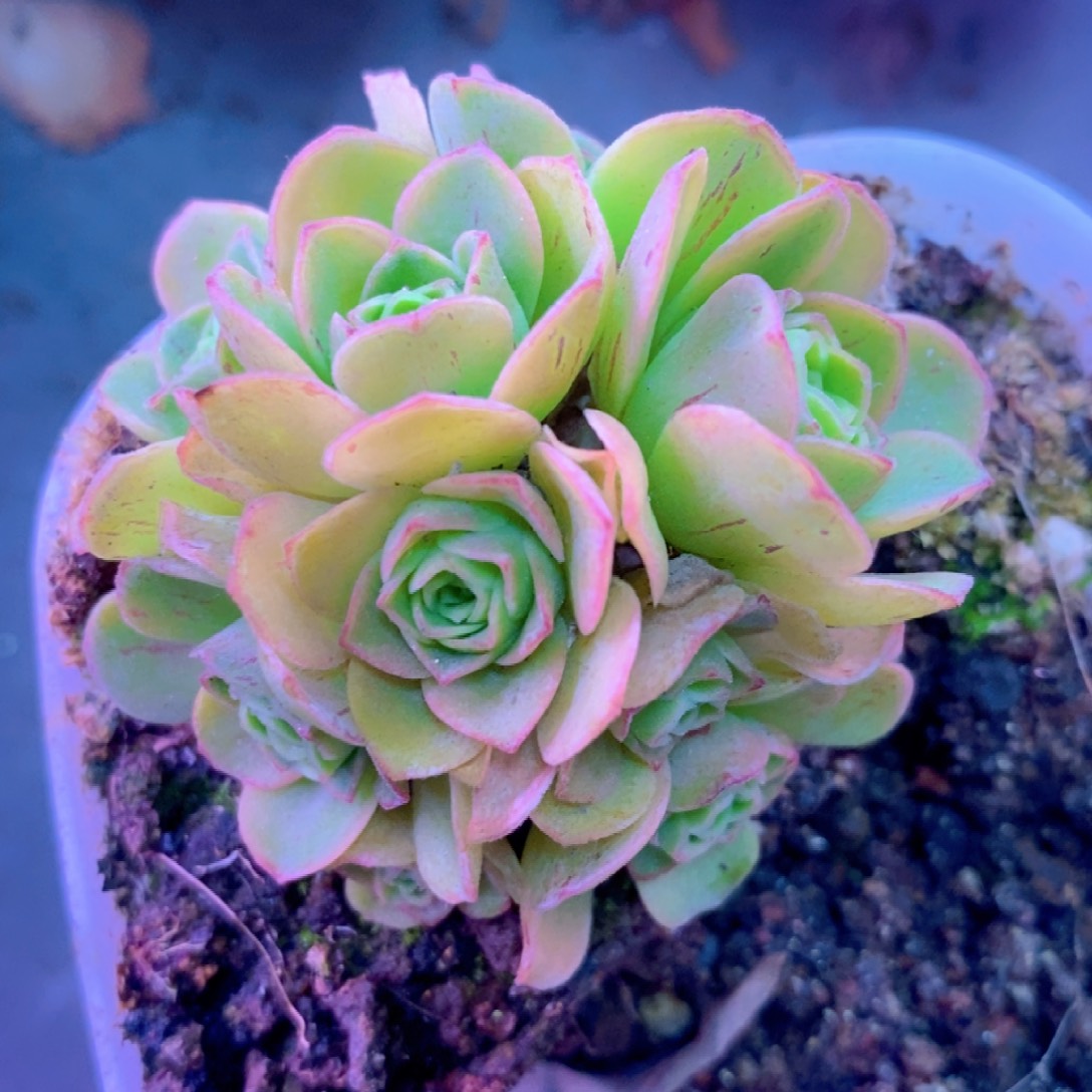 精品花球一物一拍E33