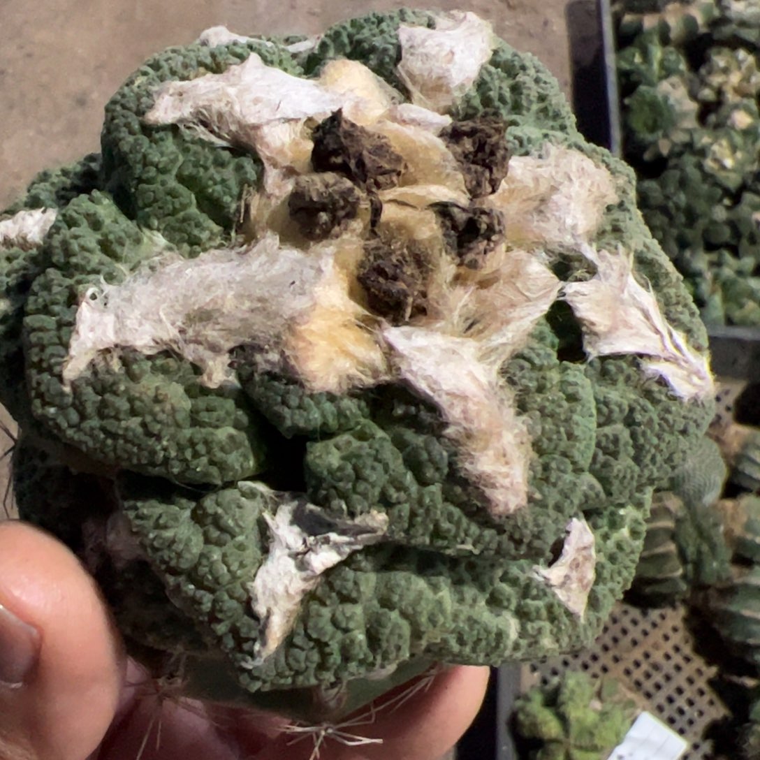 大尤龟甲连山牡丹仙人球767