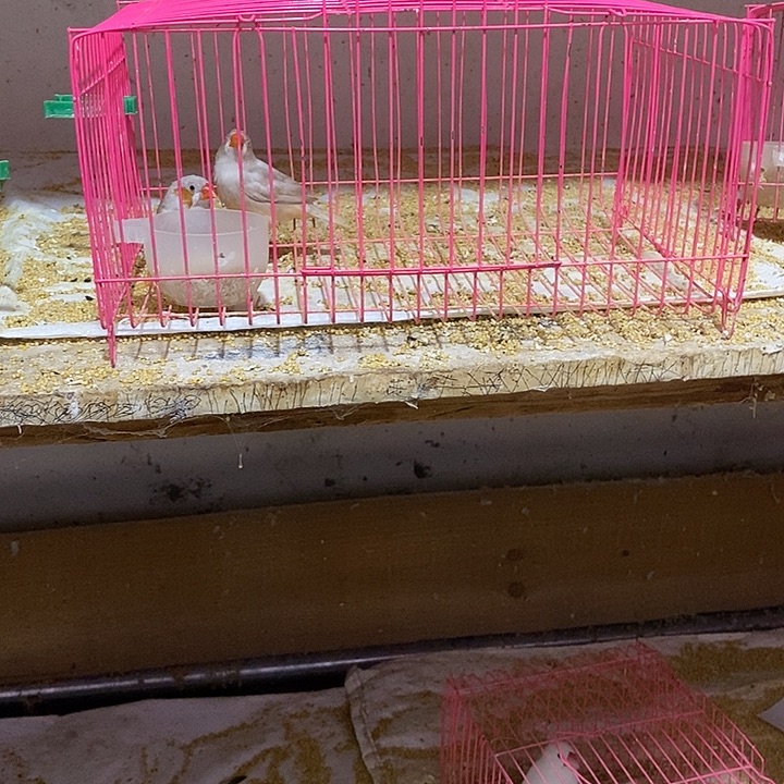 文鸟我***了珍珠驼色一对，包活到家