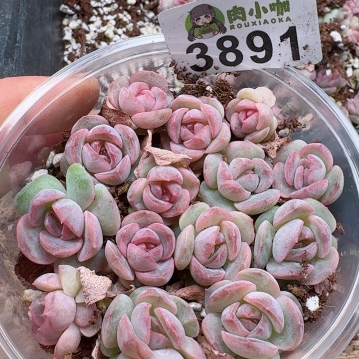 多肉植物多肉植物