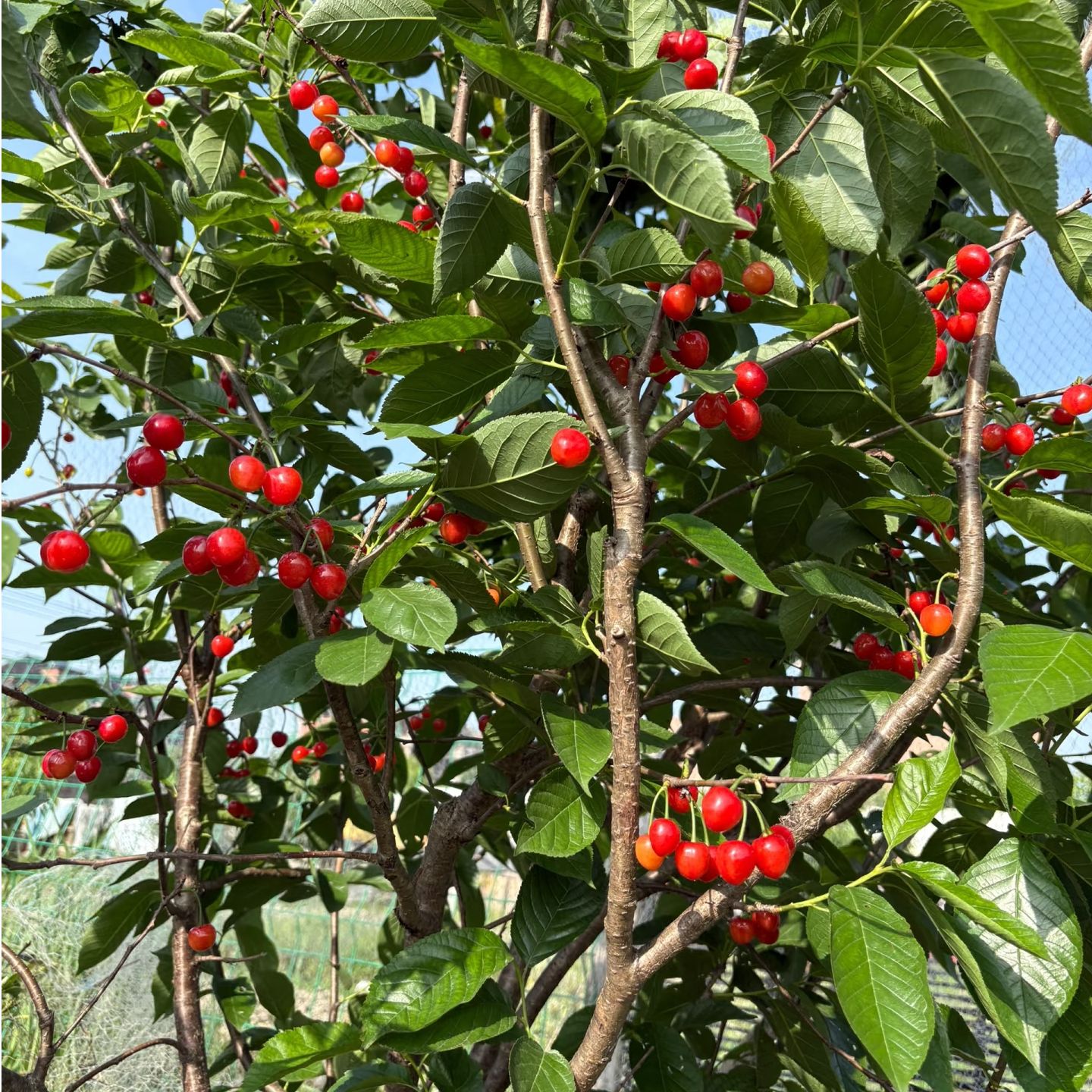 湘农恒【红妃樱桃果树苗】  裸根苗 基地现挖现发 品种对版