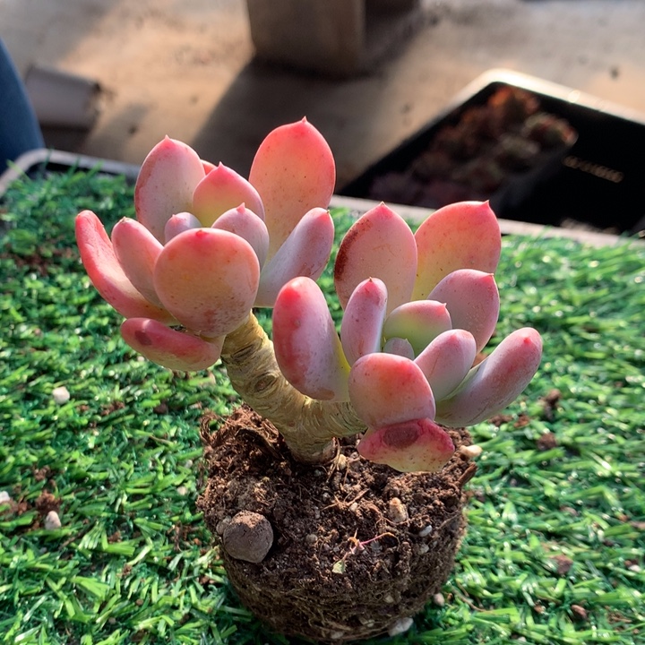 灰姑娘        多肉