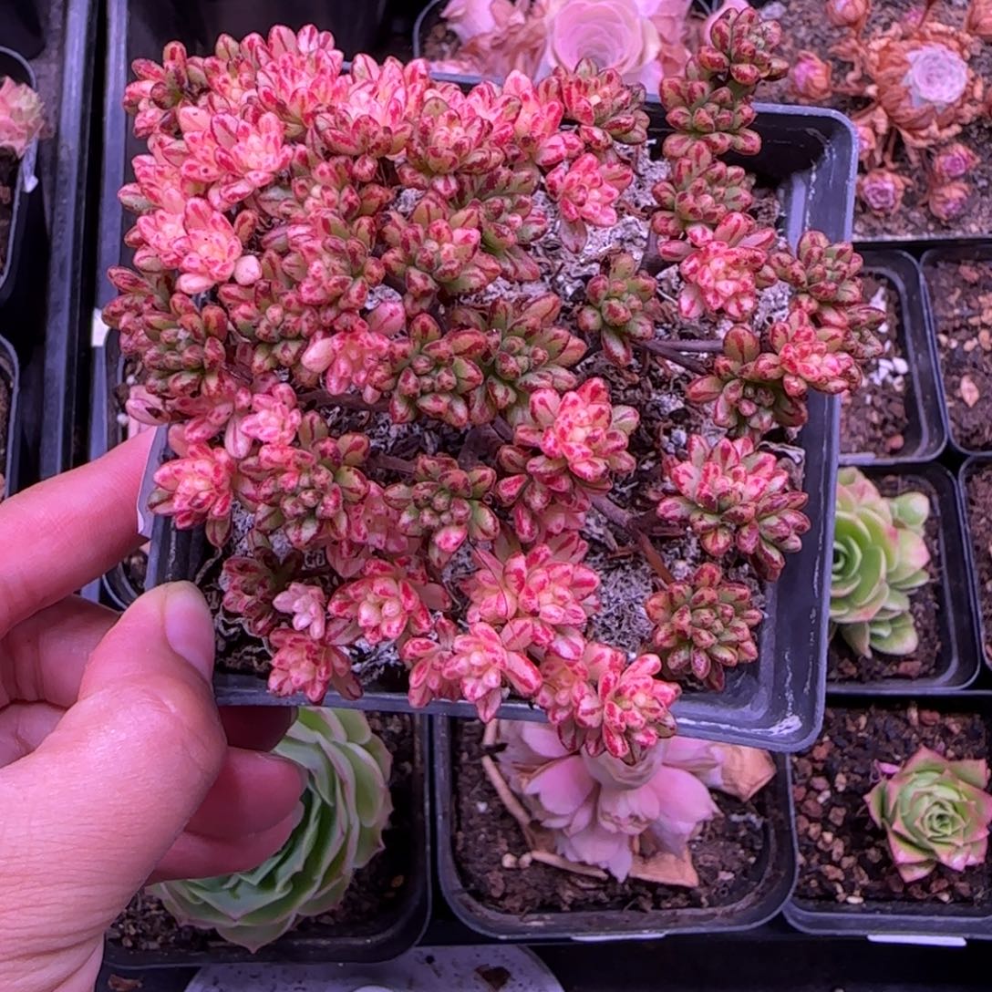 半城玫瑰开播福利101