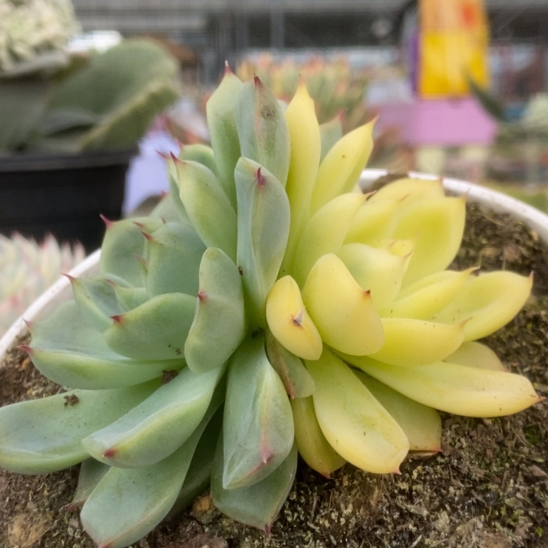 582花月夜锦锦锦锦锦