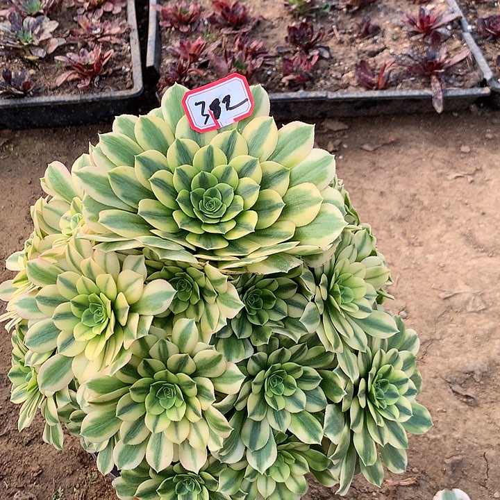 金丝多肉植物382