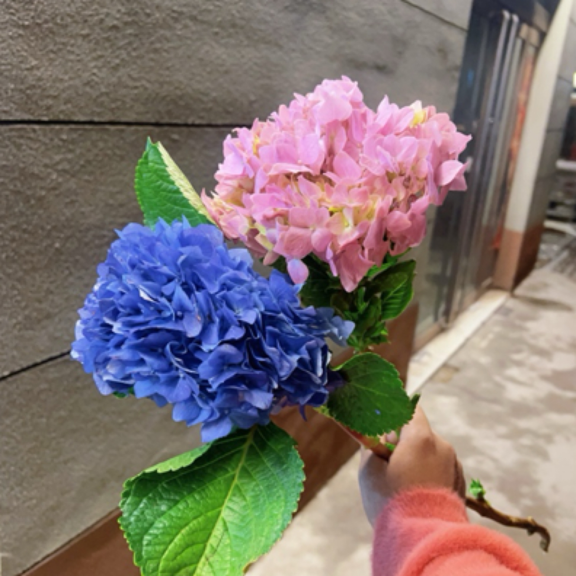 绣球花一枝/家庭鲜花/购买后联系主播要养护秘籍