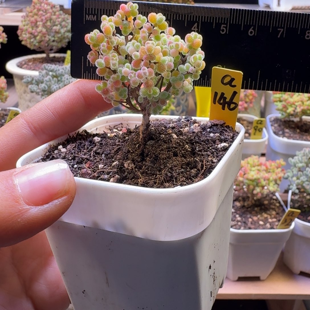 a146号橘子糖冠服4厘米左右