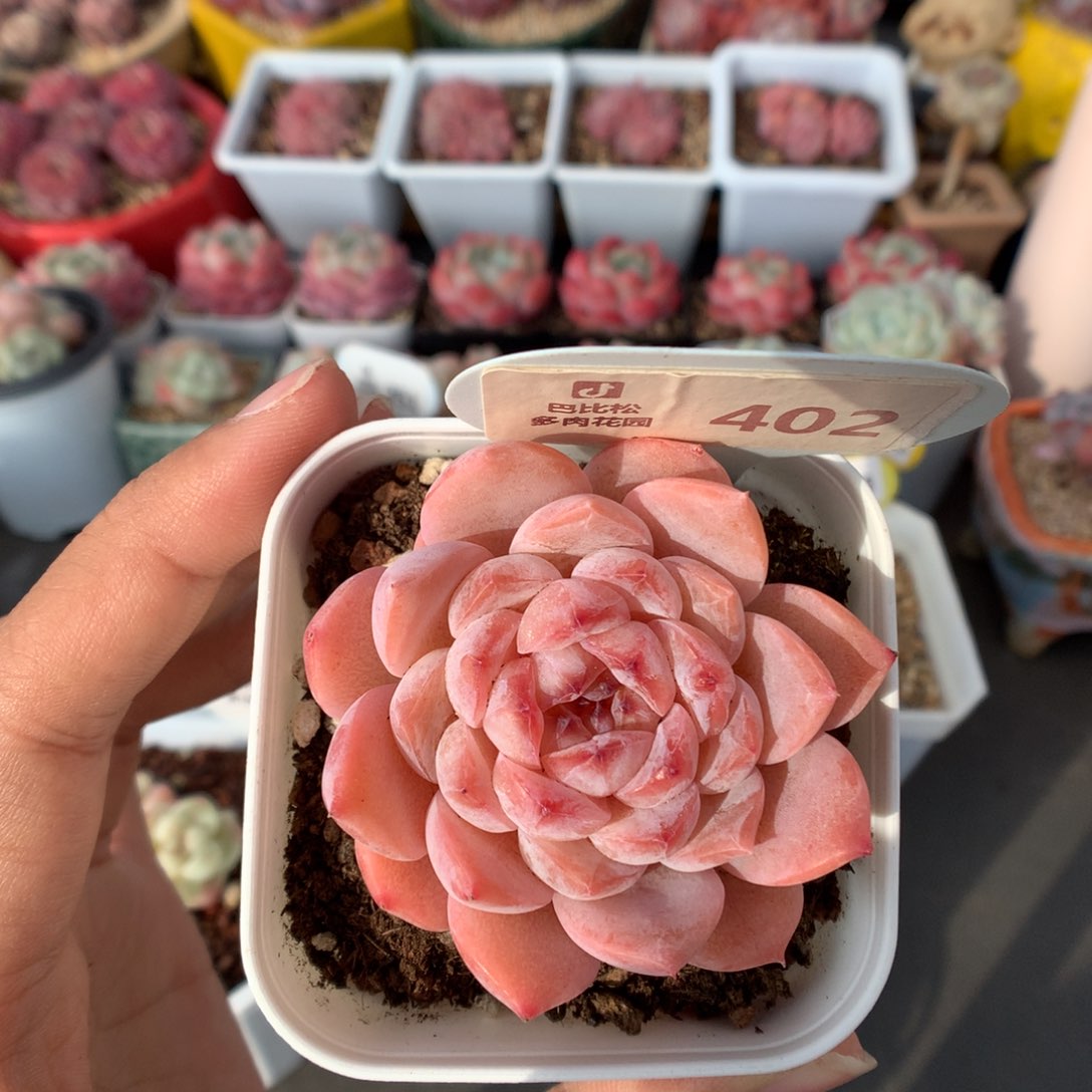 402糖心多肉植物