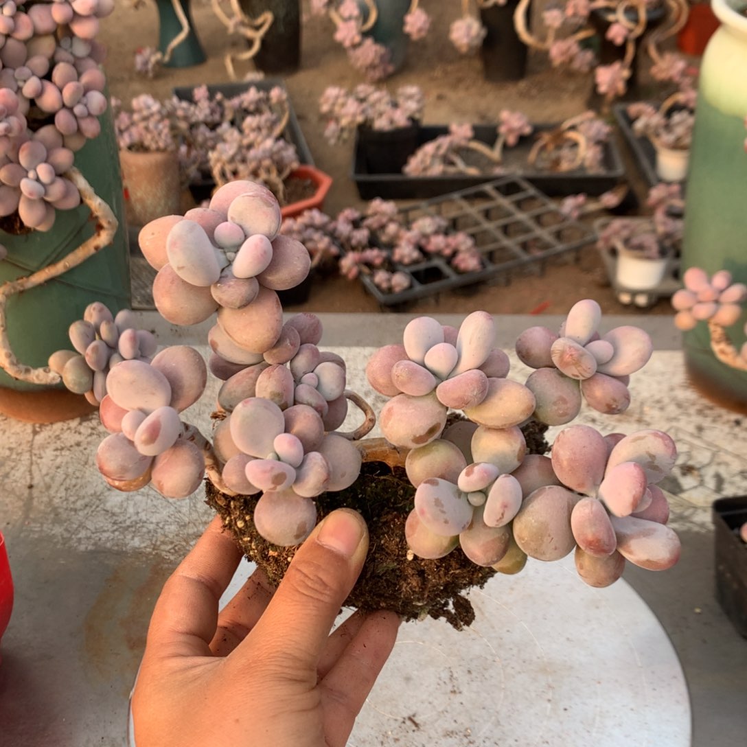 妳****桃蛋老庄不带盆66号