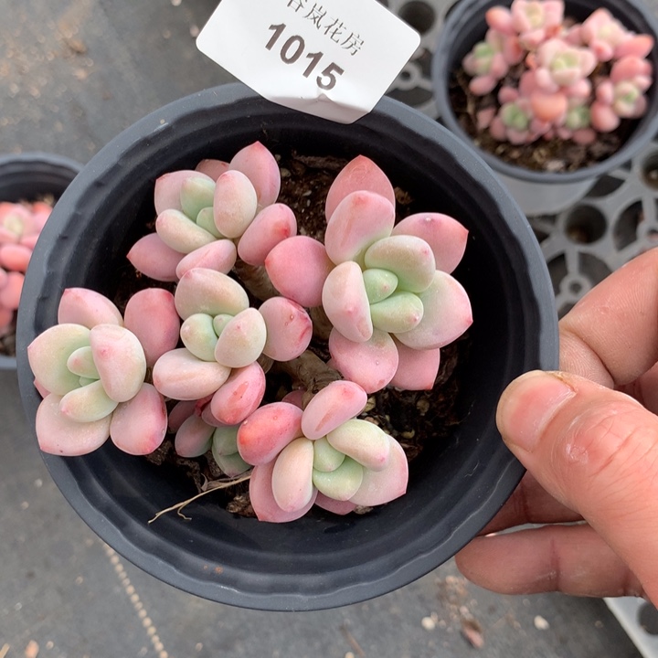 24号下午，1015一颗