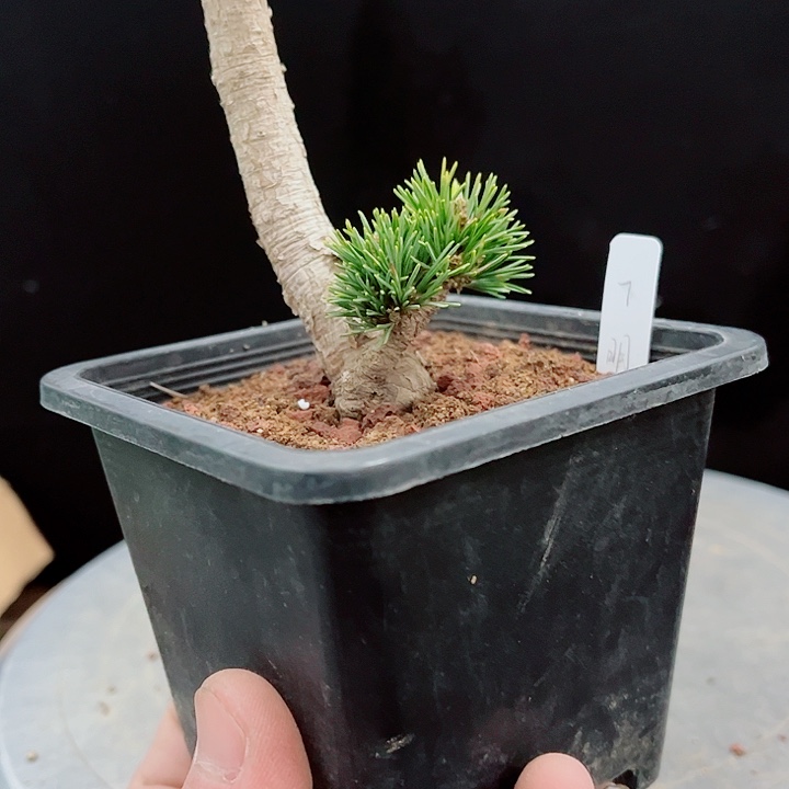 阿***花无花朵明星五针松