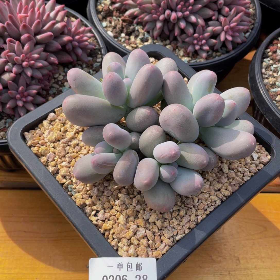 0206-28-米可奶酪。。。。。。