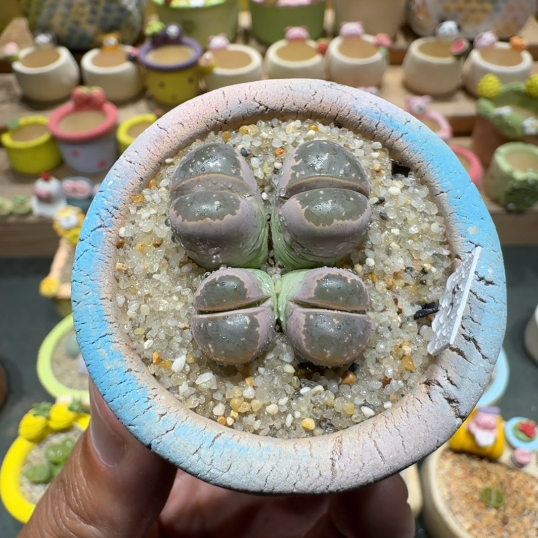 蘑菇1028橄榄多肉植物