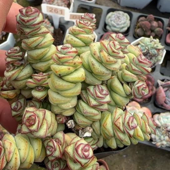 252钱串多肉植物多