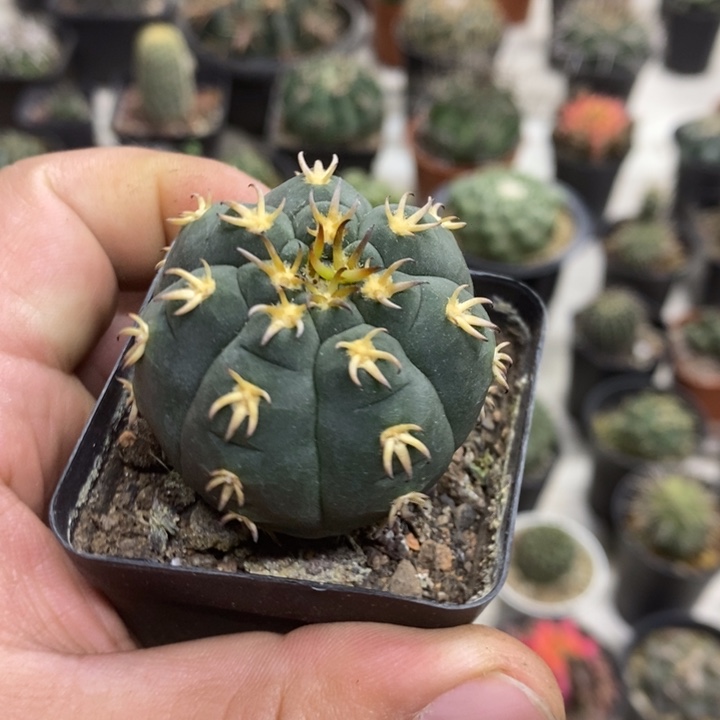 实生猫爪特价福利