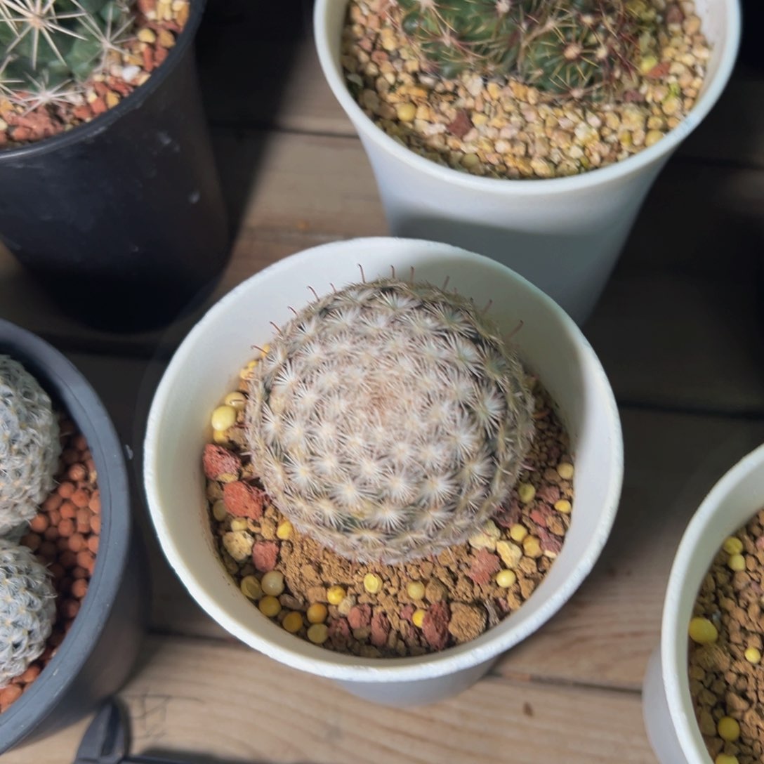 维**贝半月仙人球多肉植物脱土