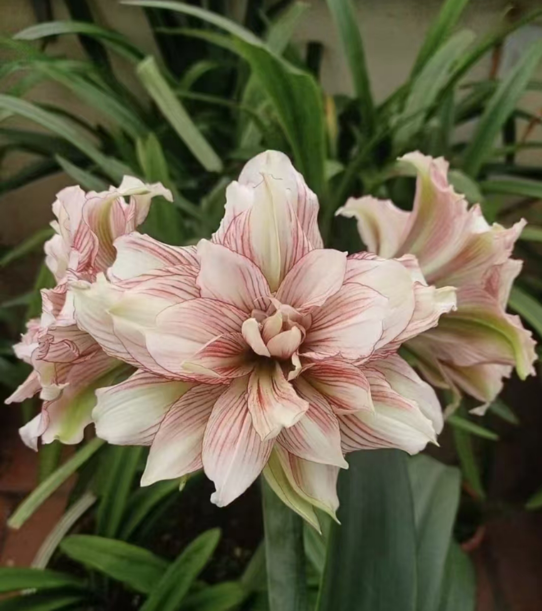 朱顶红花卉-sv11侧球