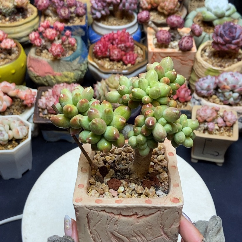 【闪购商品】千代田