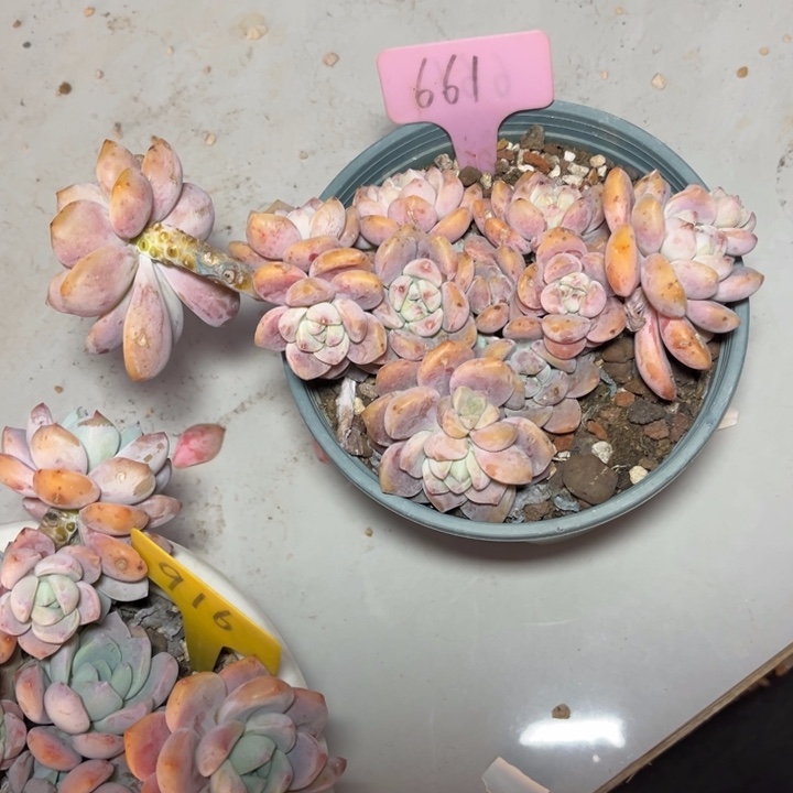 露凝香多肉植物661