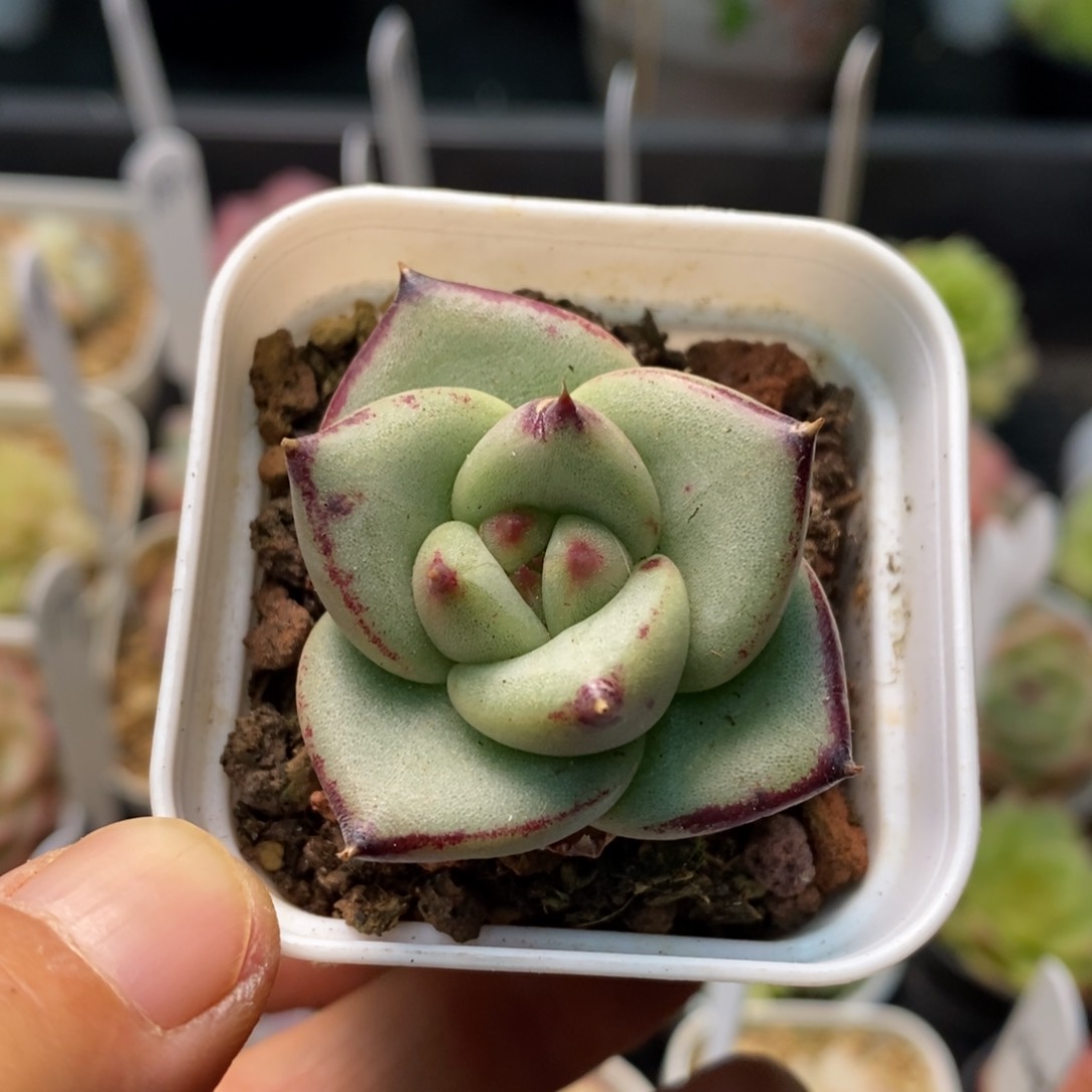 精品多肉一物一拍不包整320