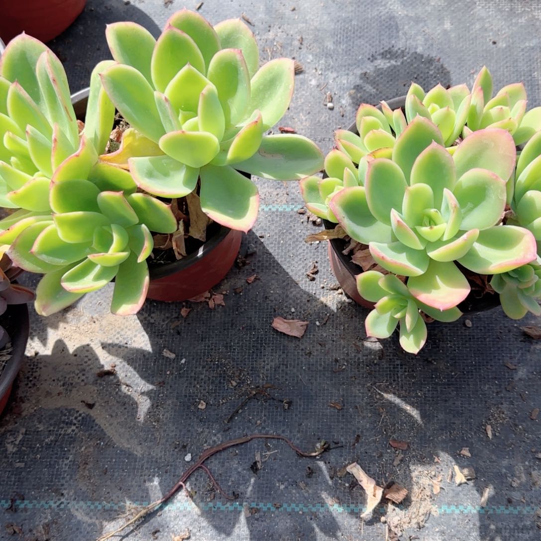 无花朵金辉150群生