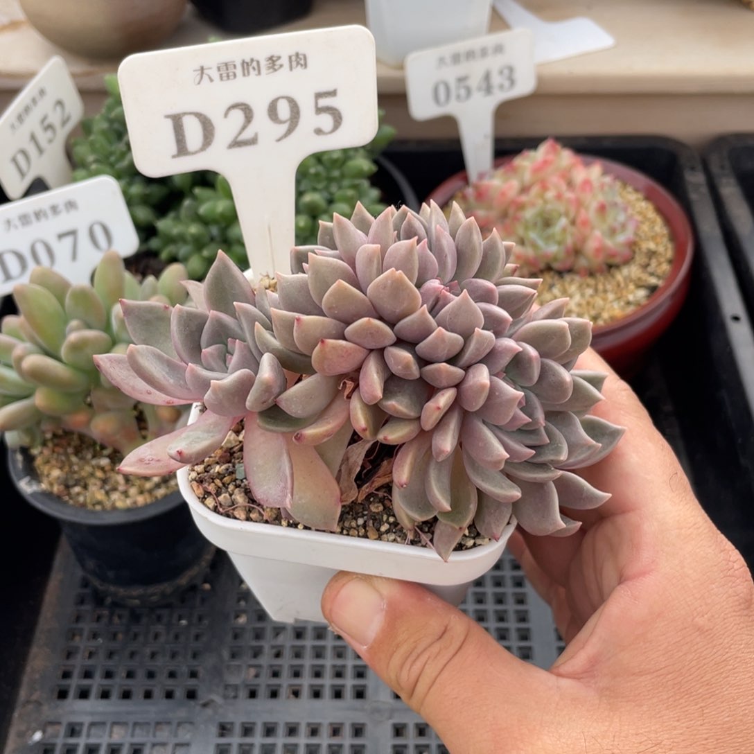 295璀璨不带盆9厘米