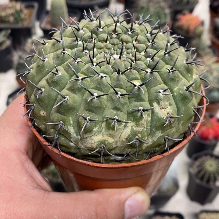 实生黑刺凤头带斑特价