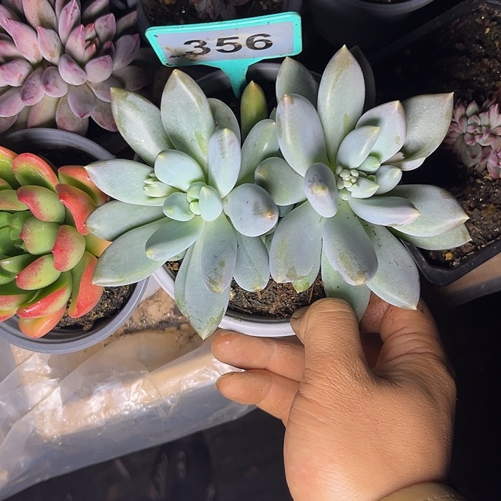 多肉植物胖体哥特356