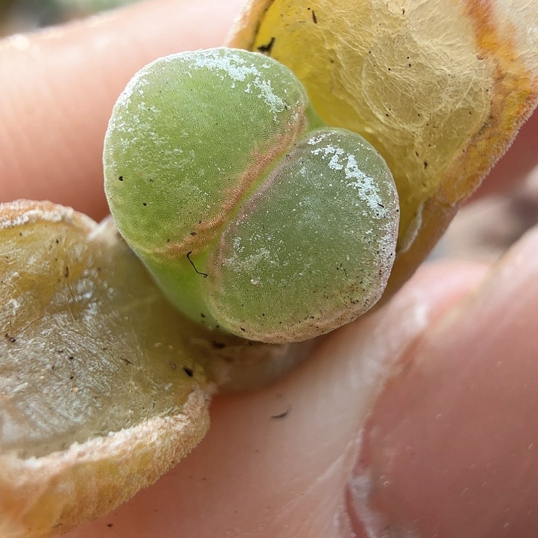 2.1.26/3年粉女/多肉植物