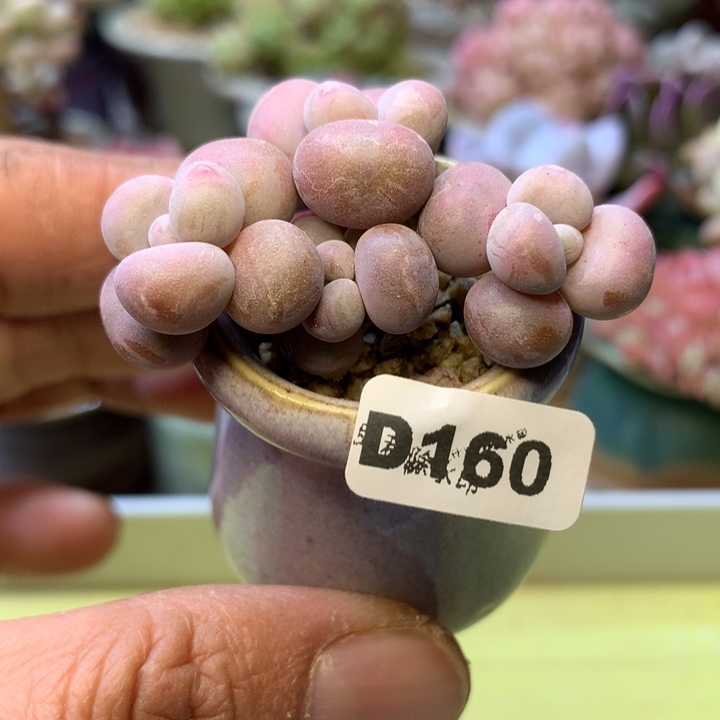 D160一物一拍带盆