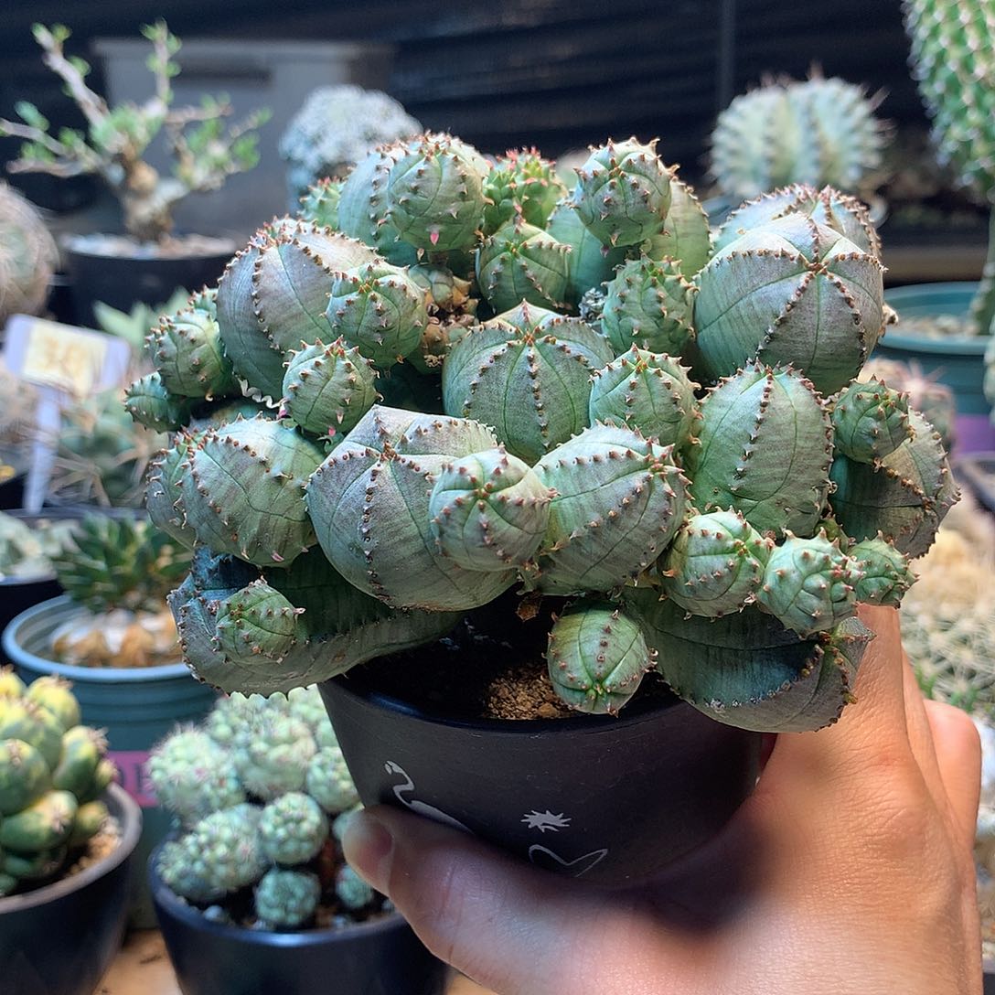 自根子吹布纹球             