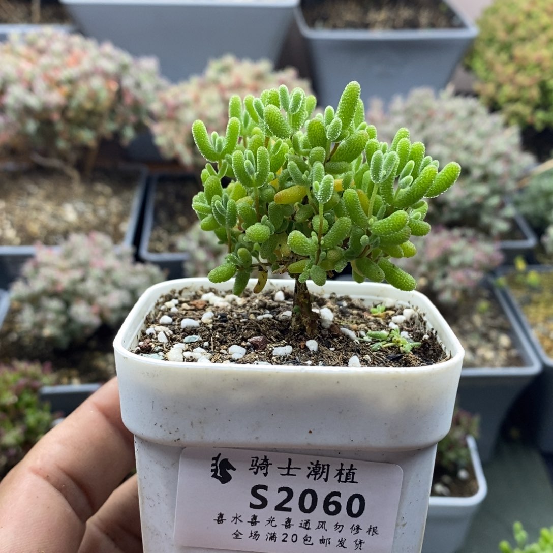 2060蜜橘糖球枝干