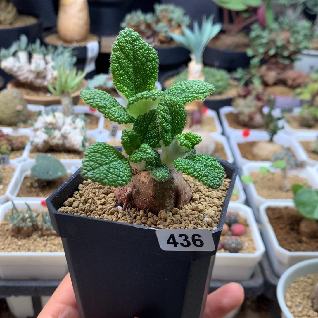 436号断崖王子带盆