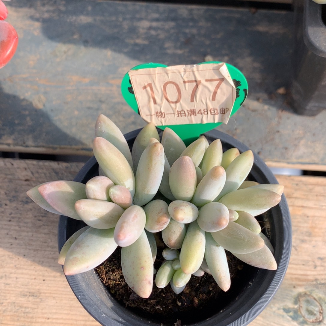 白兰地无砍平头1077