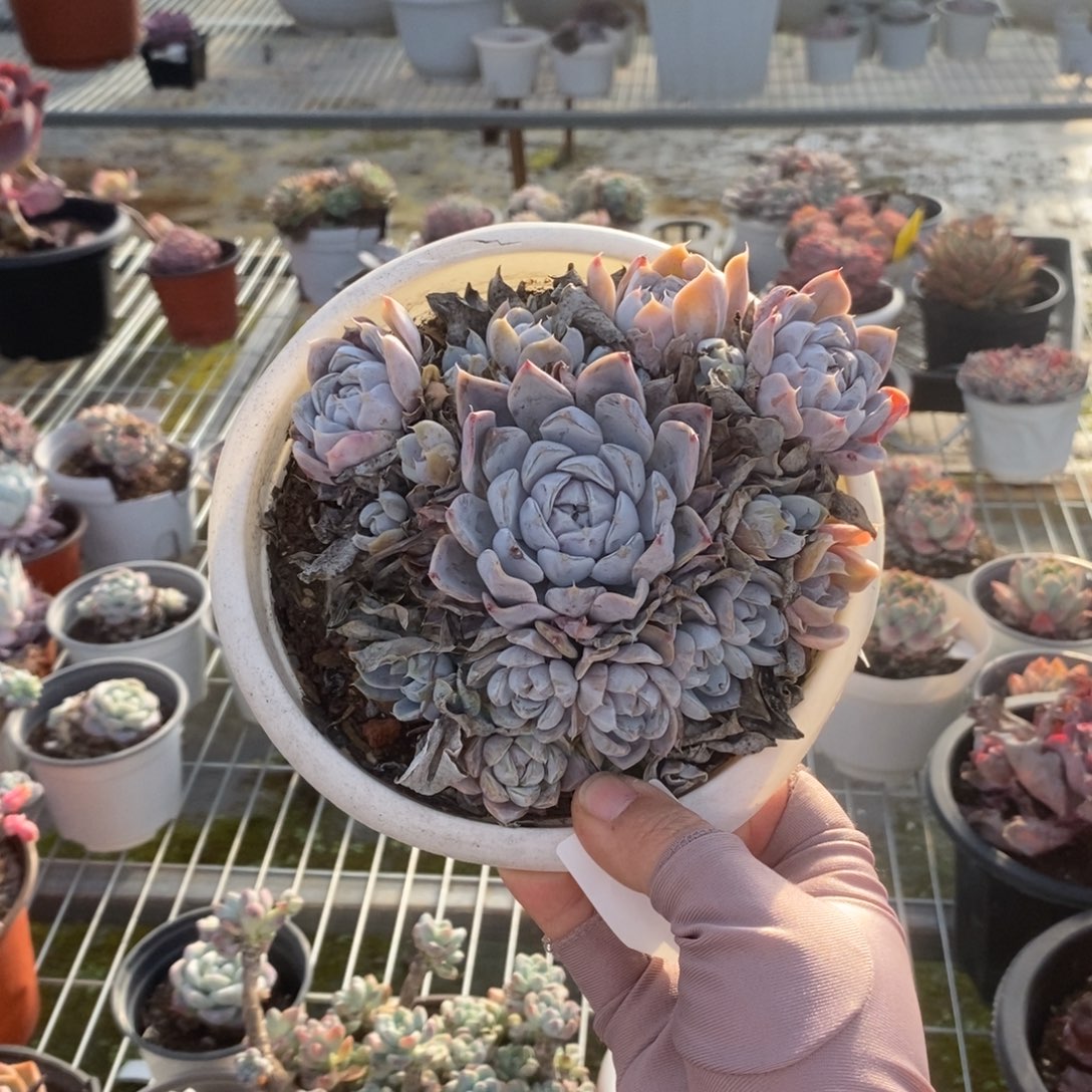 5642汉堡多头一物一拍