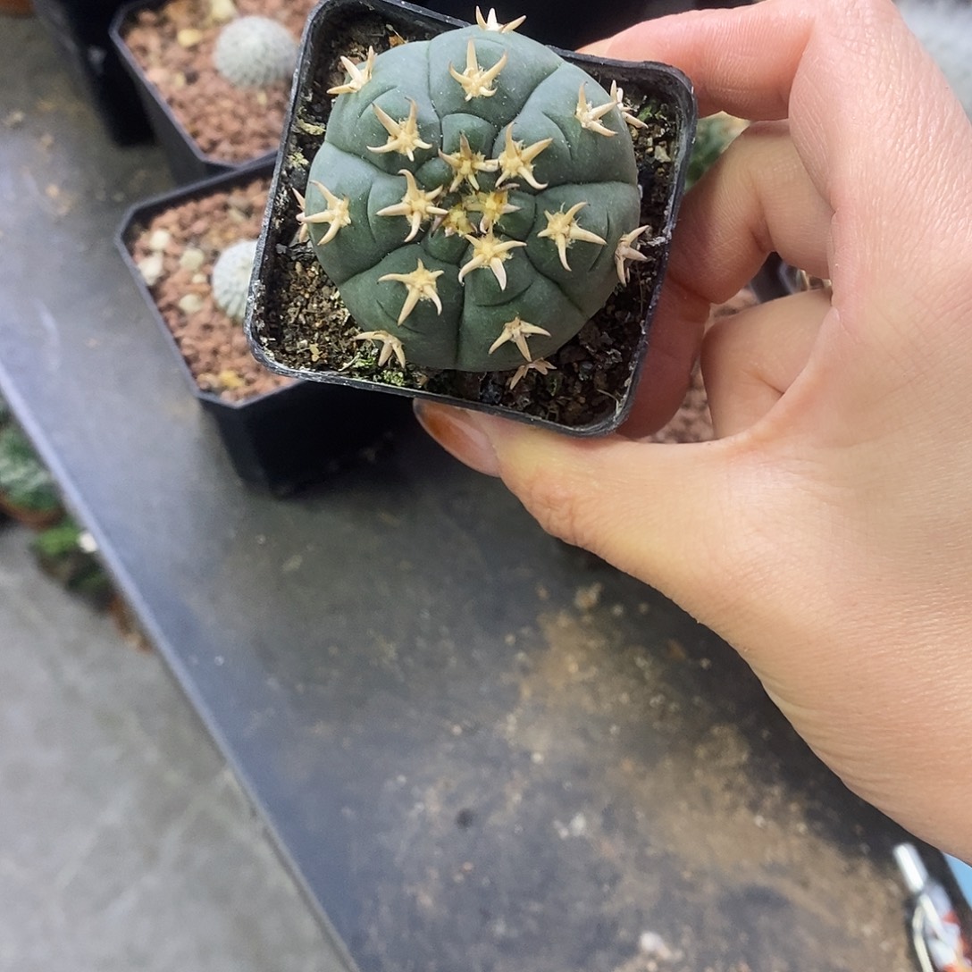 杨***姐一物一拍一棵仙人球