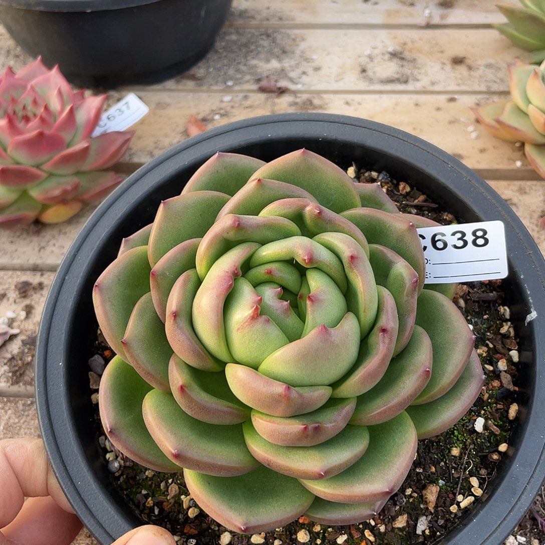 若如东云单拍C638