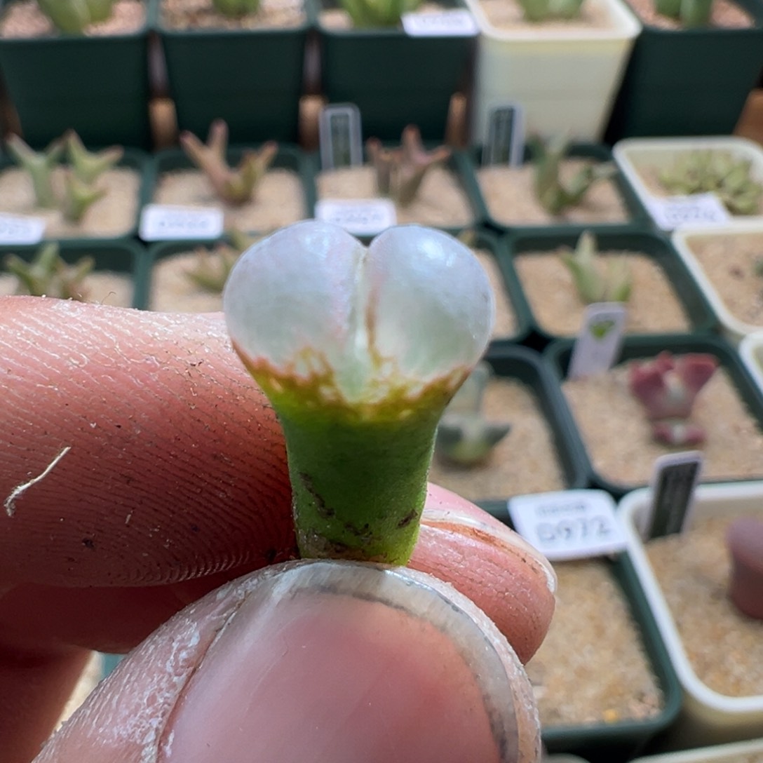 849优选1802.1黑眼豆豆