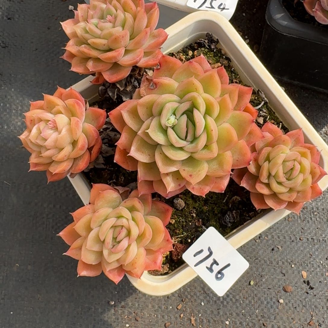 1756不包掉头整散特