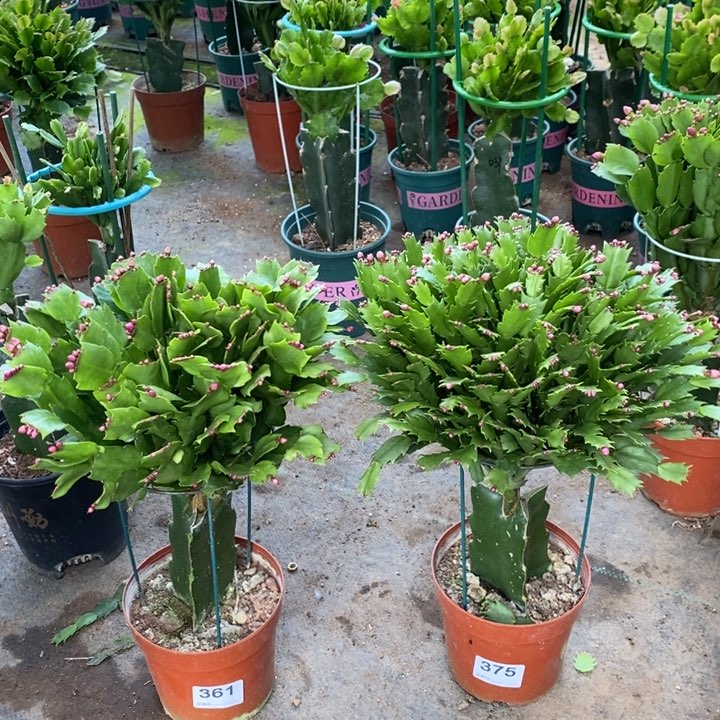 当前无花栽培后可以开花361，375