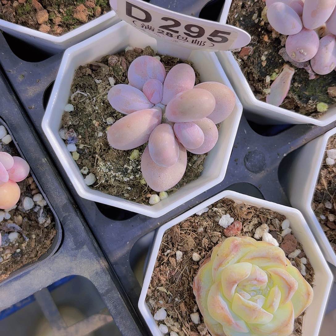 D295奶酪一物一拍